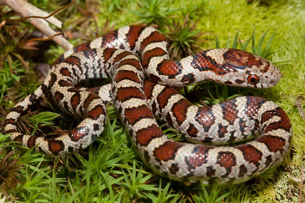 Illinois 7th Grader Gets Eastern Milksnake Designated Official Snake Of State