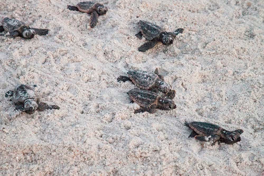 Saving Sea Turtles At Florida’s Loggerhead Marinelife Center