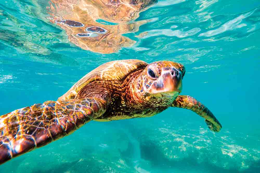 Volunteers Assess Sea Turtle Nest Damage Caused By Hurricane Irma