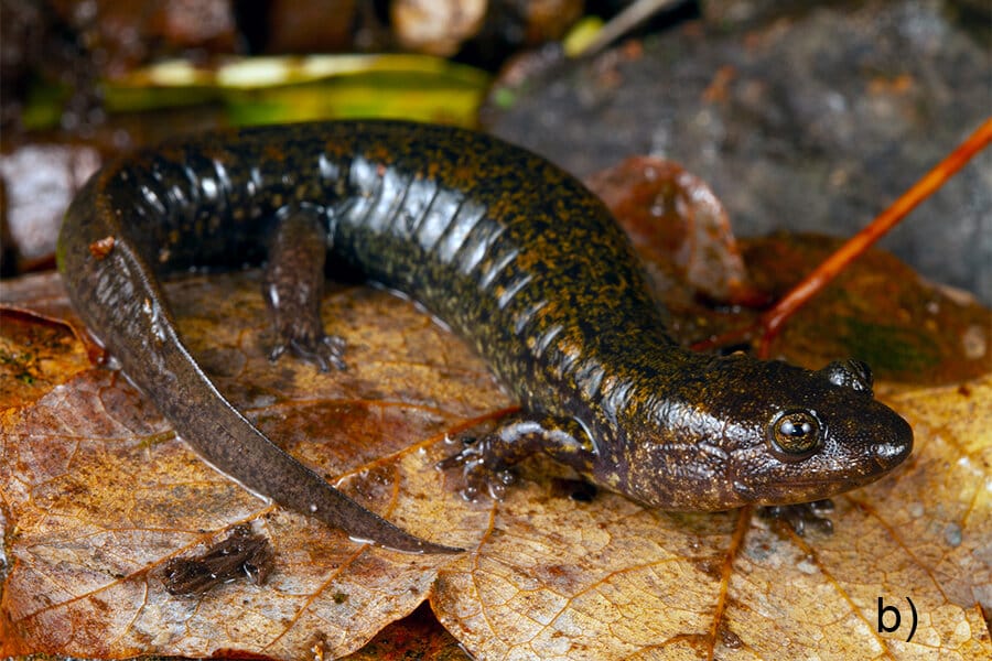3 Salamander Species Discovered In Southern Appalachian Mountains