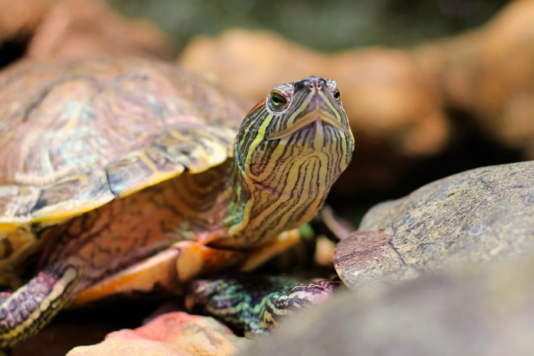 Expert Tips for Happy and Healthy Aquatic Turtles