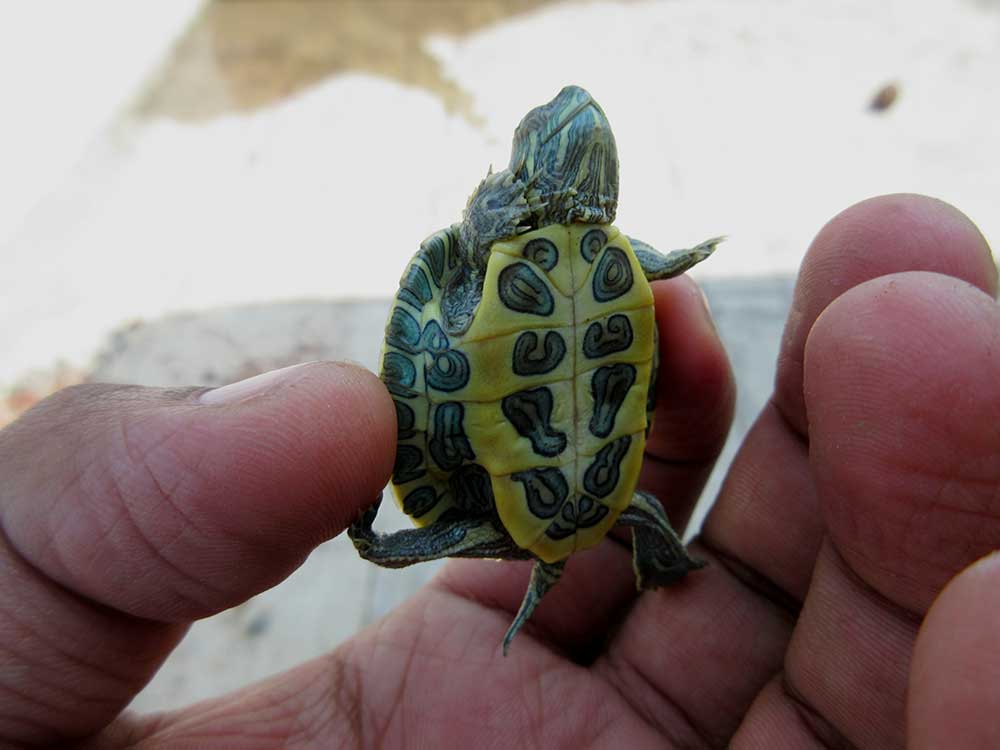 Salmonella Sickens 15 People in 11 States Due to Undersized Turtle Purchases, CDC Says