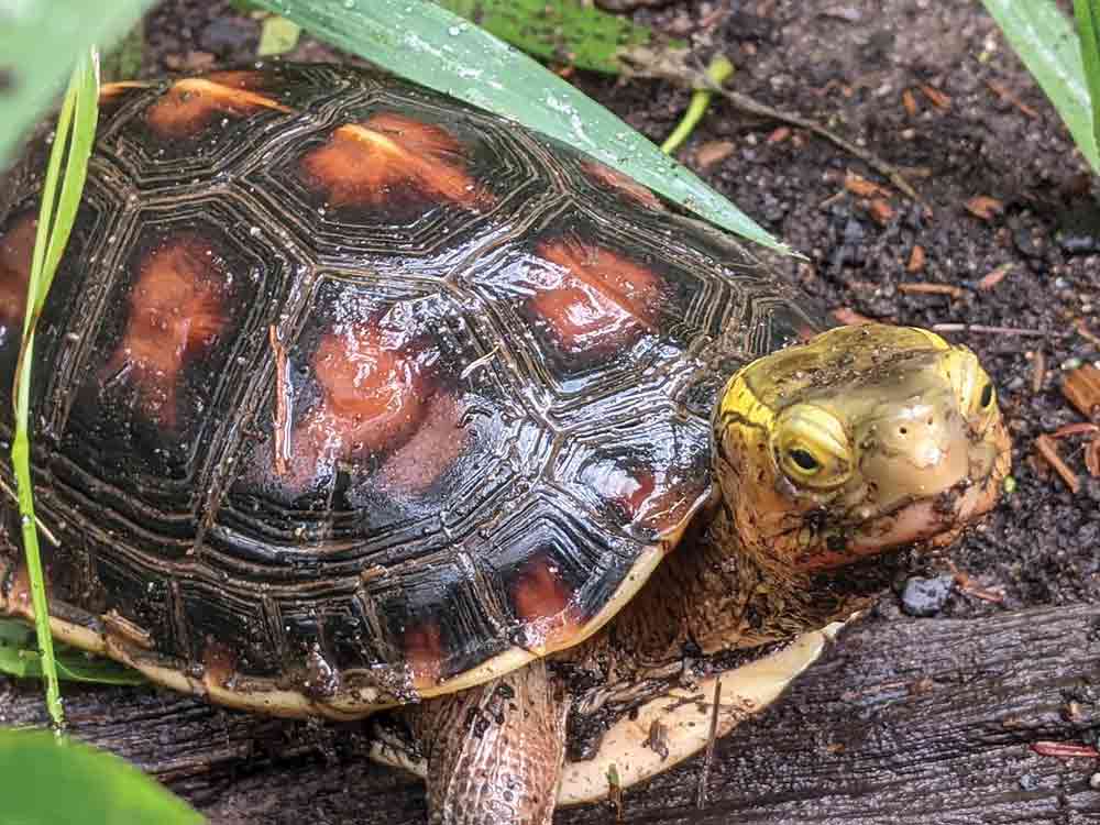Chinese Box Turtle Care And Breeding