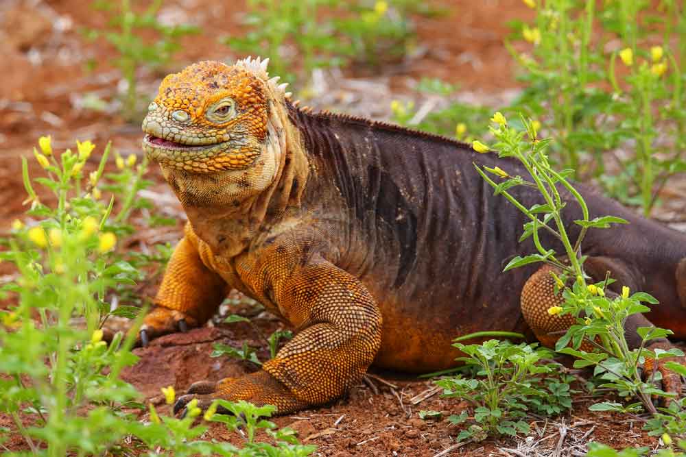 Land Iguana Reintroduction Successful on Galapagos’ Santiago Island