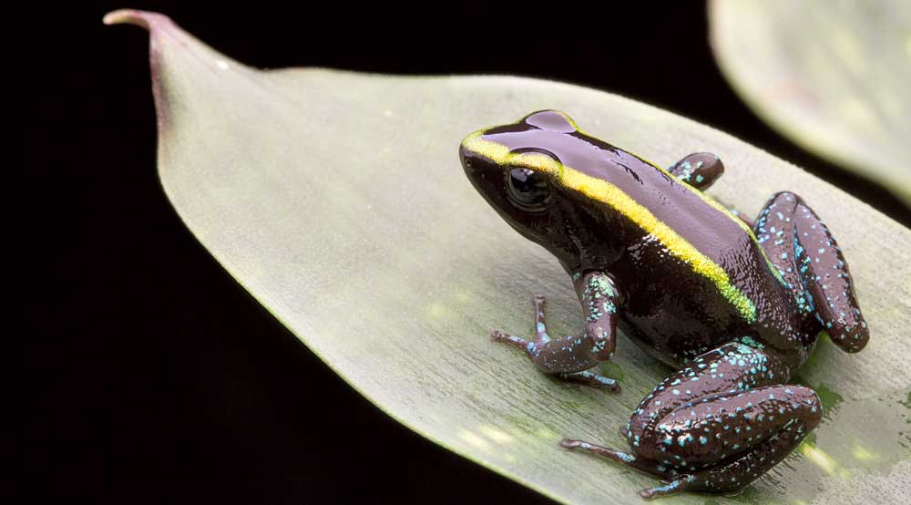 Poison Dart Frogs And Toxicity