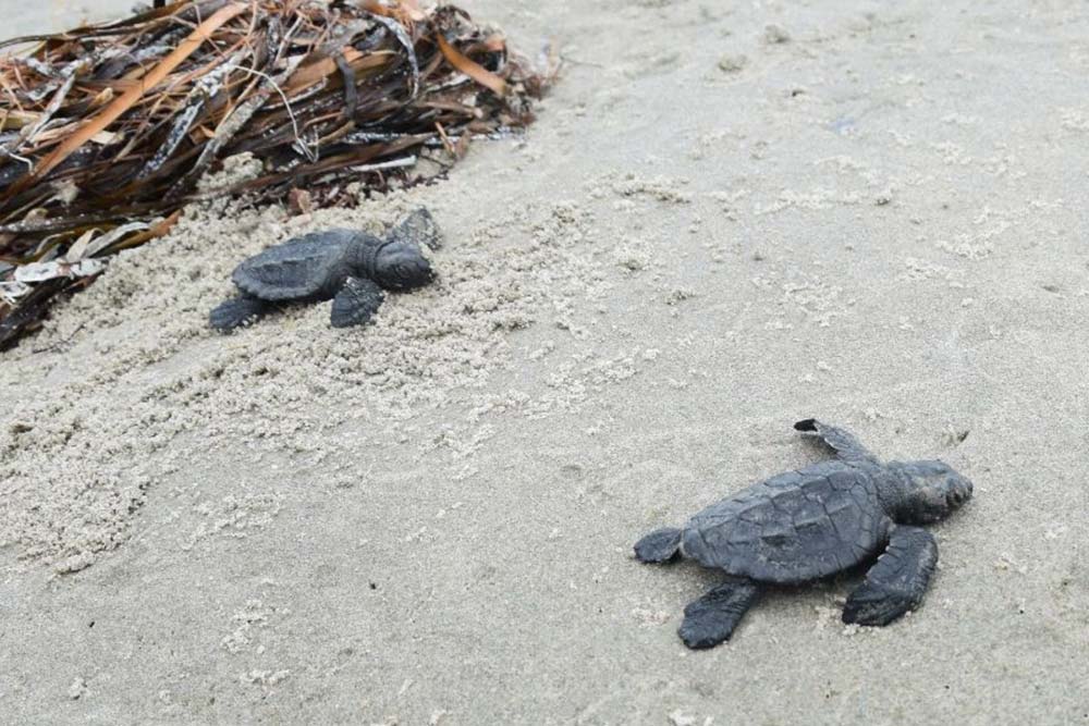 1st in 75 Years, Kemp’s Ridley Sea Turtles Hatch On Louisiana’s Chandeleur Islands