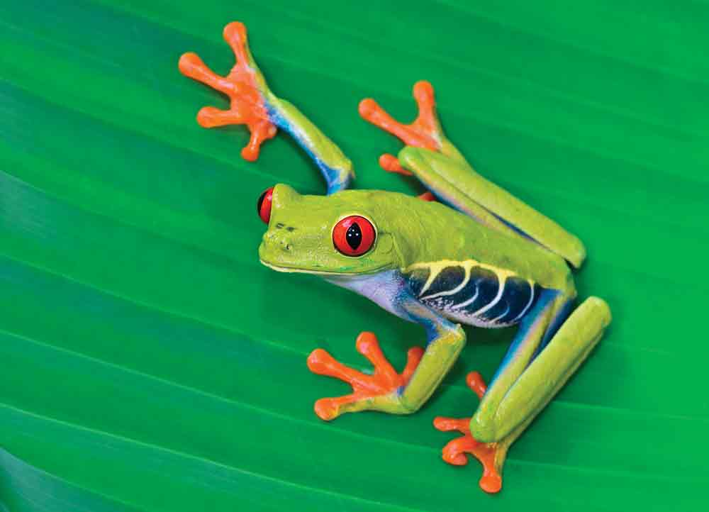 Keeping and Breeding Red-eyed Treefrogs