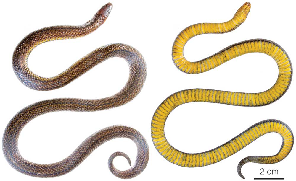Three New Snakes of The Genus Atractus Discovered in Ecuador