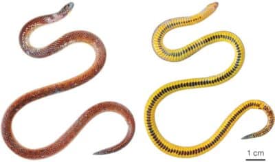 Three new snake species discovered in graveyards