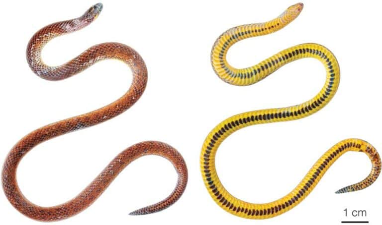 Three New Snakes of The Genus Atractus Discovered in Ecuador - Reptiles ...
