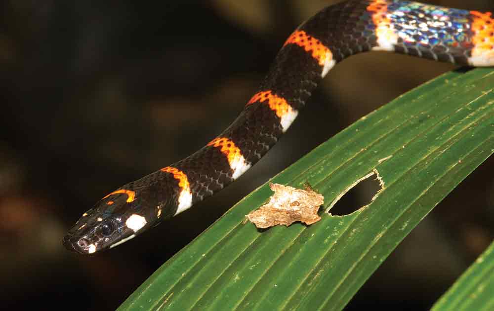 Batesian Mimicry and the Evolution of Snakes