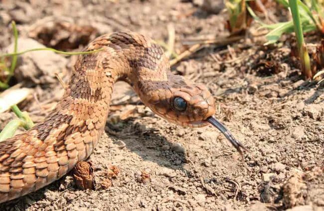 Stunning Mimicry In Snakes Environmental Impact image