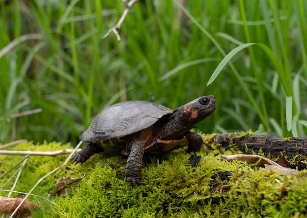 Bog Turtle Under Consideration For Endangered Species Act Protections