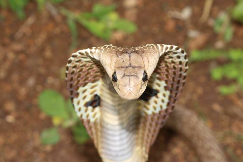 Man Tries To Kiss Cobra Gets Kissed Back Reptiles Magazine 9148