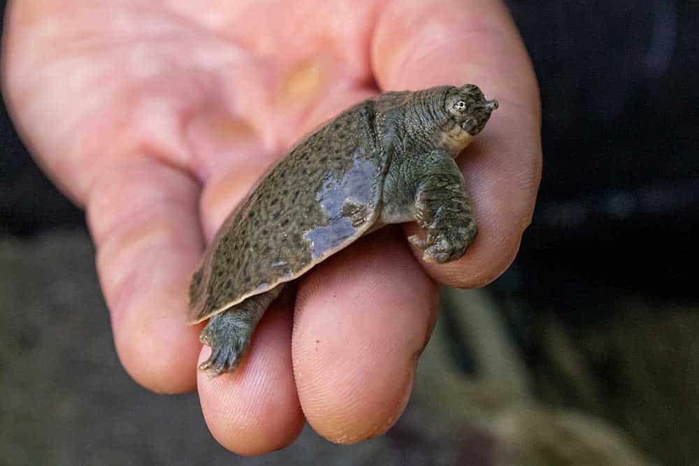 Indian Narrow-Headed Softshell Turtles Hatch At San Diego Zoo
