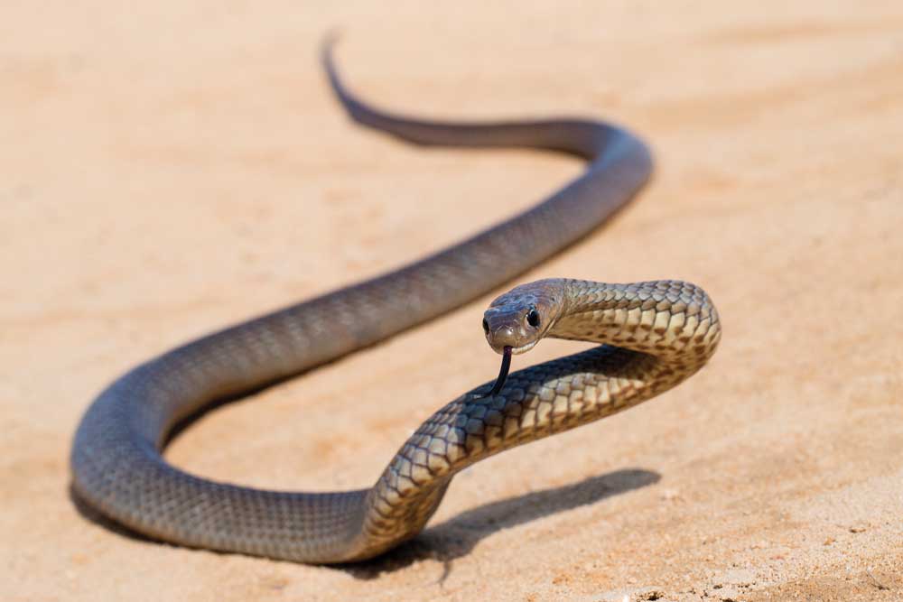 Venomous Eastern Brown Snake Crawls Toward Snake Catcher In Defensive Display