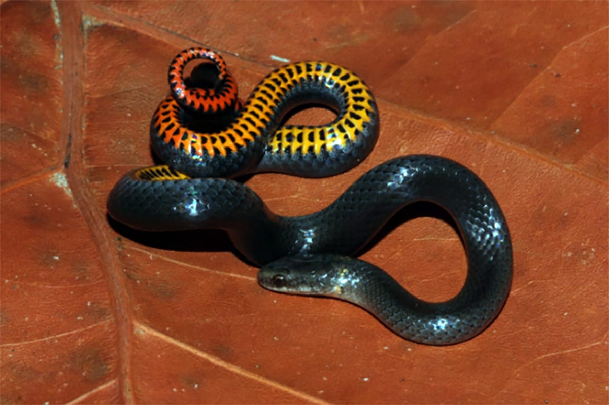 USFWS Proposes Listing Rim Rock Crowned Snake, Key Ringneck Snake As Endangered