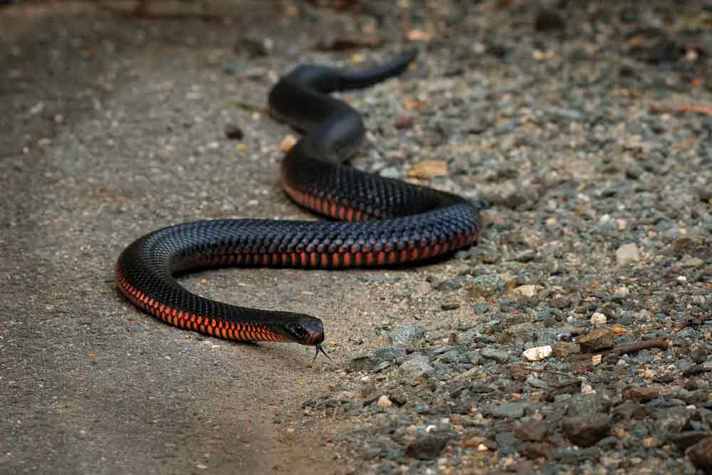 Red-Bellied Black Snake Gets Head Stuck In Beer Can, Saved By Aussie Snake Handler