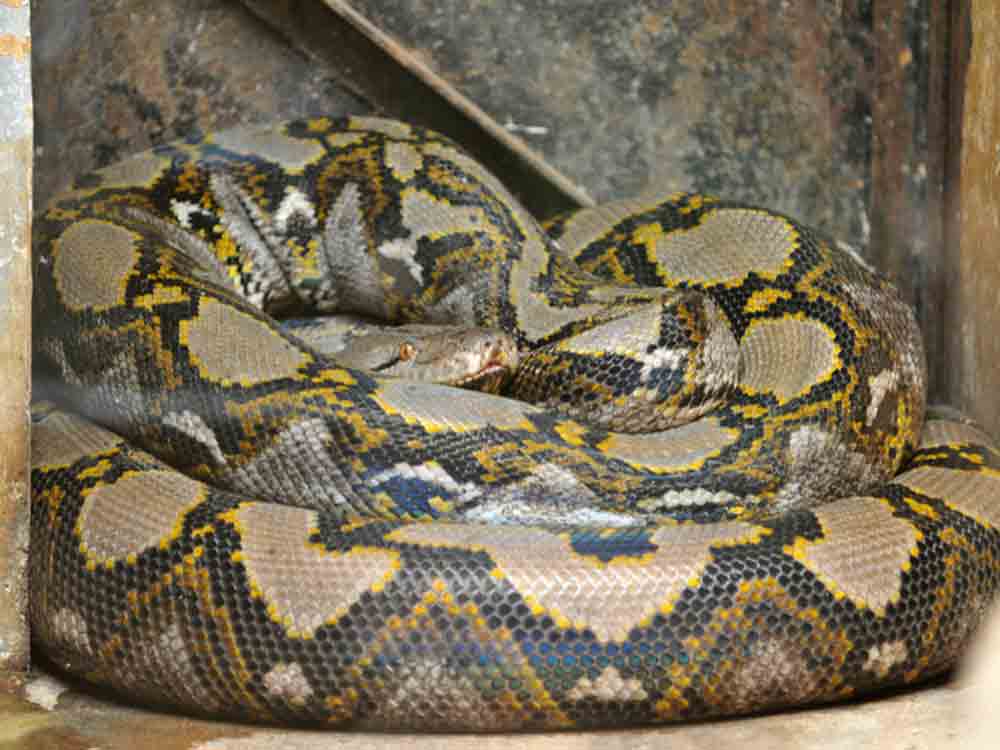 reticulated pythons