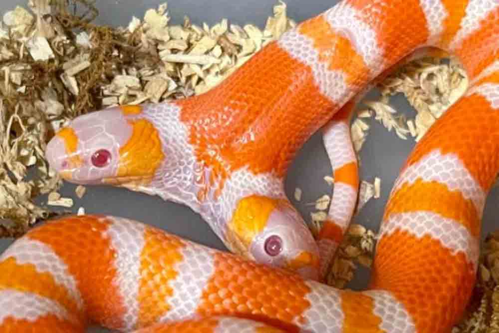 Milksnake Breeder Hatches Out Two-Headed Albino Honduran Milksnake