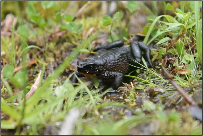 Care and Breeding the Vietnamese Mossy Frog - Reptiles Magazine