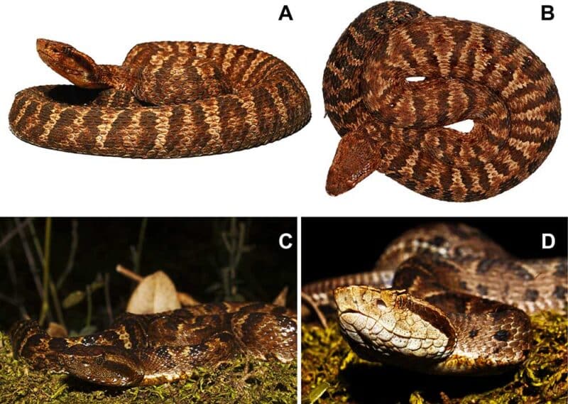 Two Species Of Venomous Pit Viper Snake Discovered In South America ...