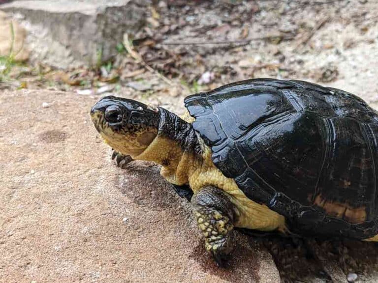 Keeping And Breeding The African Dwarf Mud Turtle - Reptiles Magazine