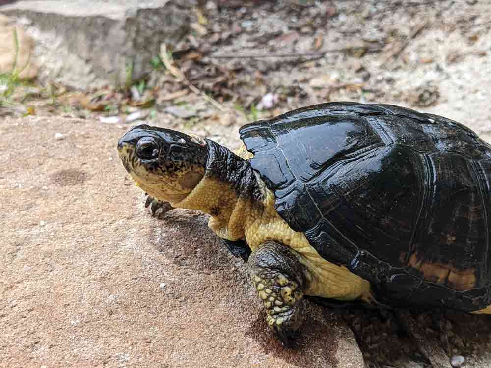 African mud turtle