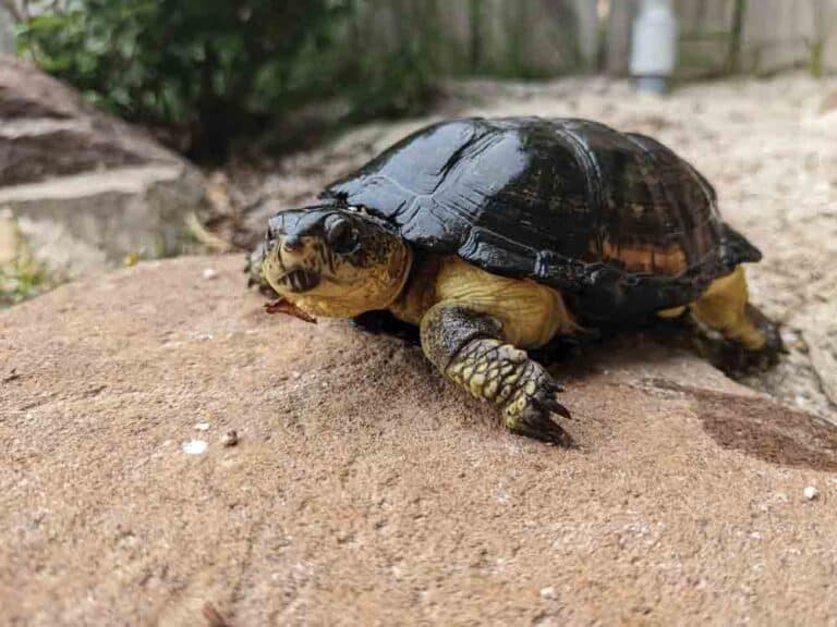 Keeping And Breeding The African Dwarf Mud Turtle - Reptiles Magazine