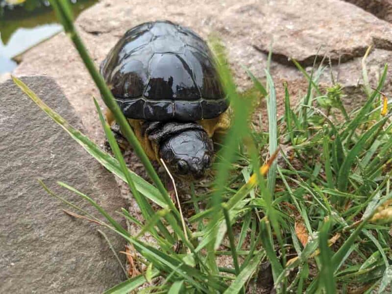 Keeping And Breeding The African Dwarf Mud Turtle - Reptiles Magazine