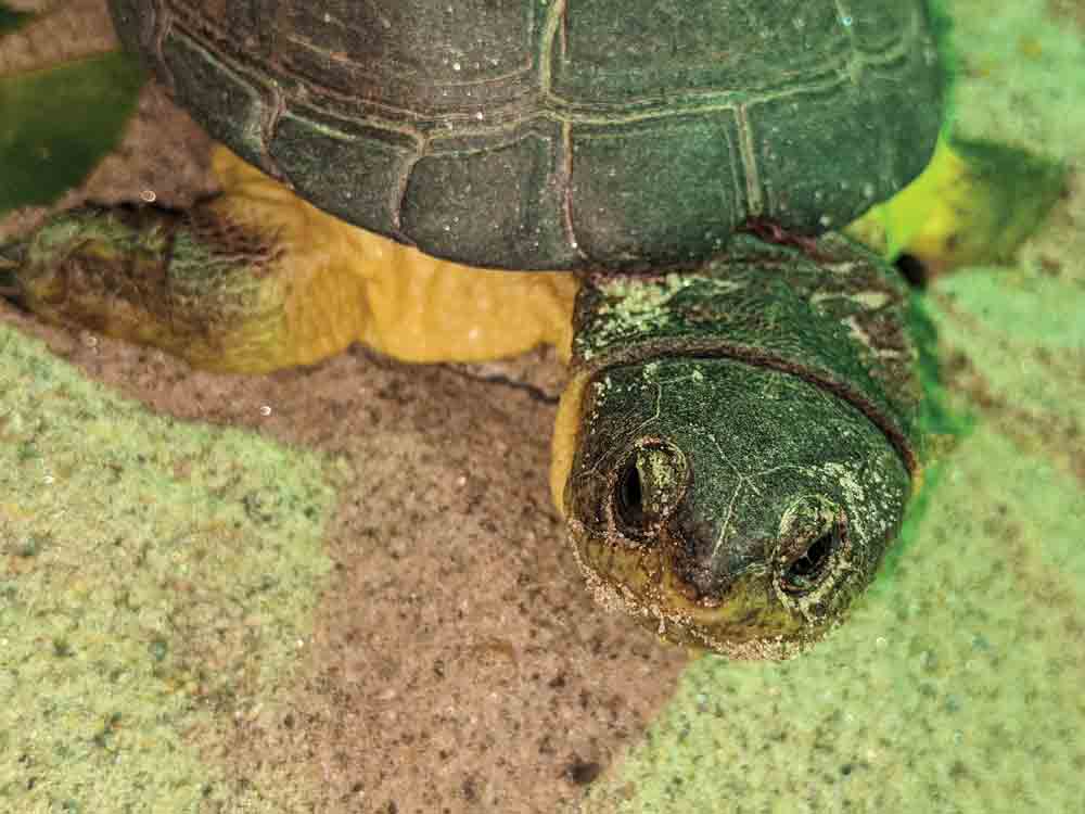 African dwarf mud turtle