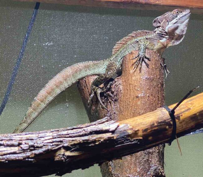 Care And Breeding The Basilisk Lizard - Reptiles Magazine