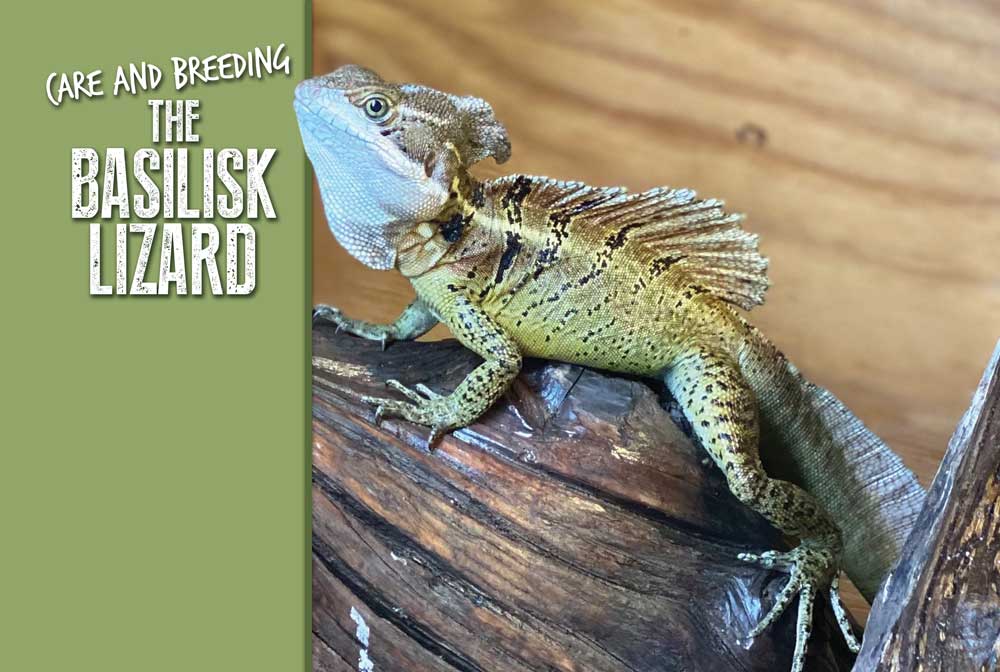 Care And Breeding the Basilisk Lizard