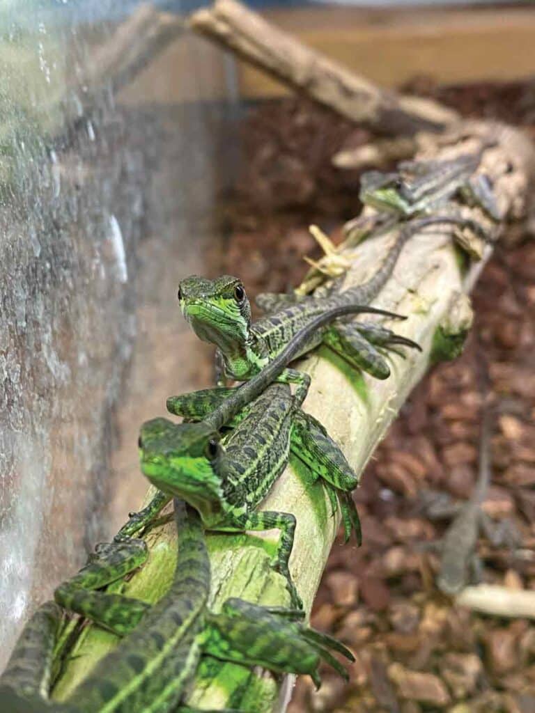 Care And Breeding the Basilisk Lizard Reptiles Magazine
