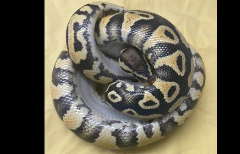 Ball Python Surrendered To Honolulu Zoo - Reptiles Magazine