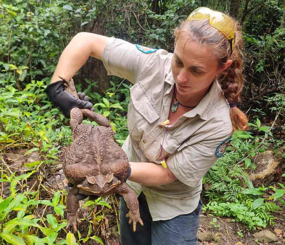 Toadzilla Cane Toad Found In Australia