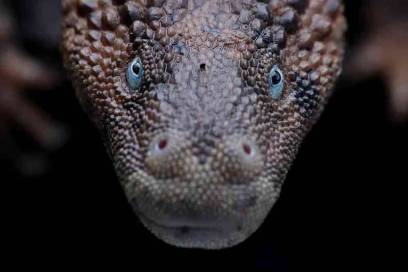 Borneo Earless Monitor The Importance for Captive Breeding Reptiles