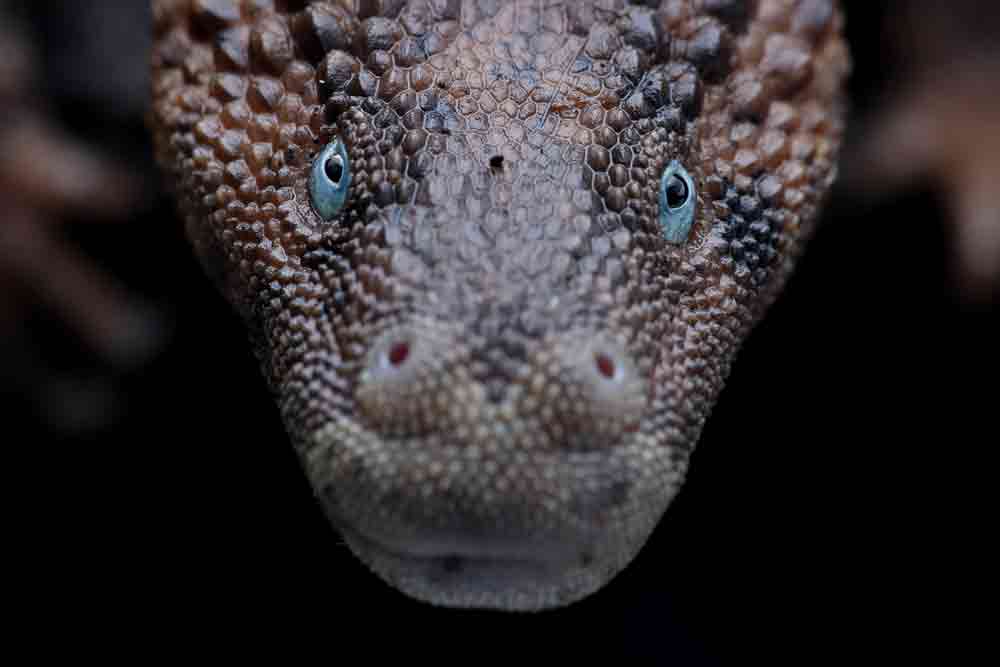Borneo Earless Monitor: The Importance for Captive Breeding
