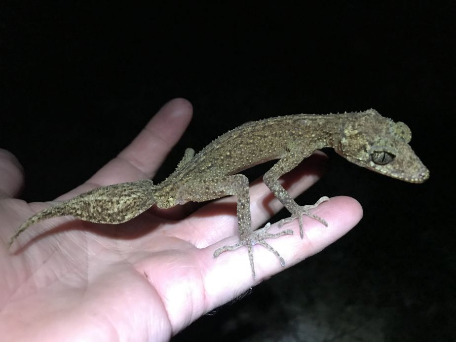 New Leaf-tailed Gecko Species Discovered in Australia