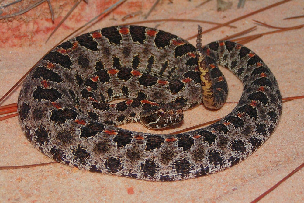 Florida Venomous Reptiles Bill Amended To Exempt Native Species
