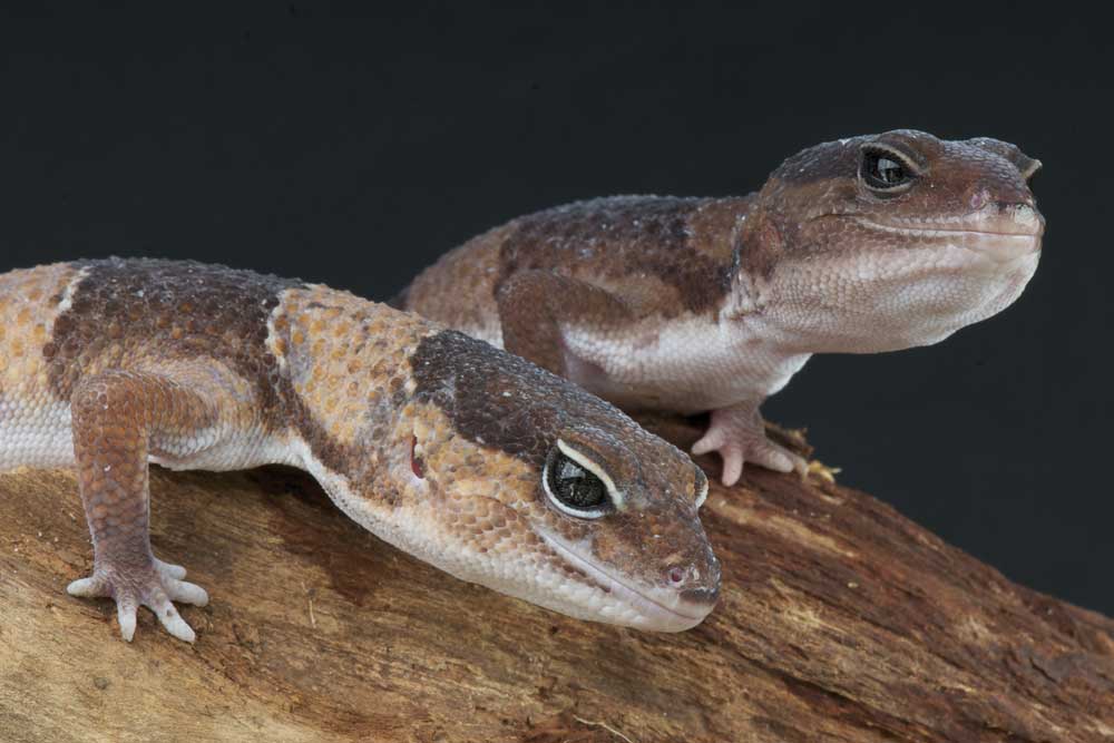 African Fat-Tailed Gecko Care And Natural History