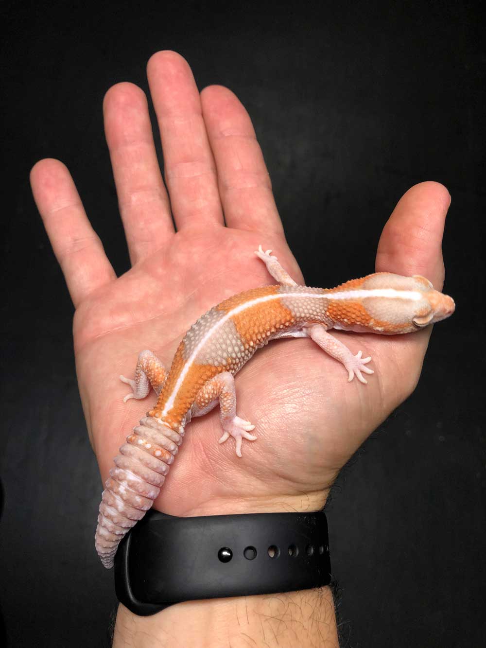 African fat-tailed geckos