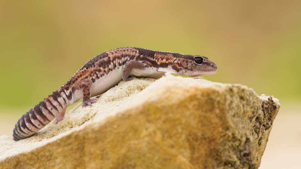 African fat-tailed gecko 