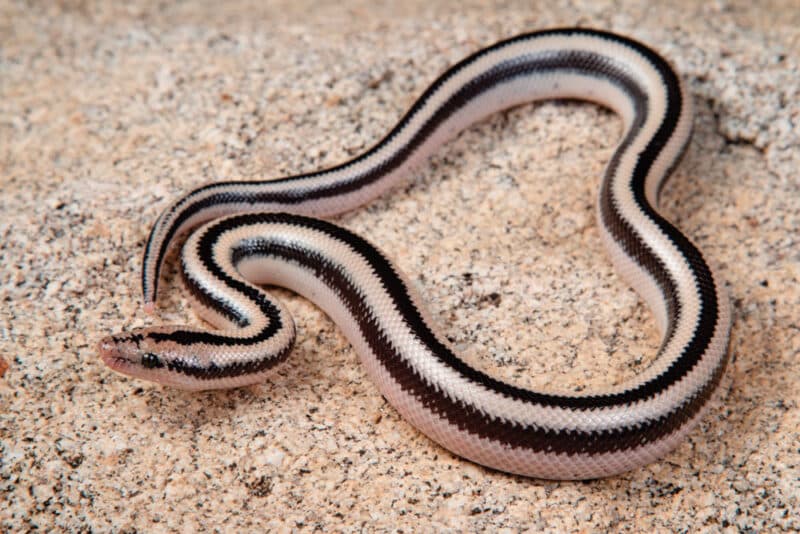 Rosy Boa Care Sheet - Reptiles Magazine