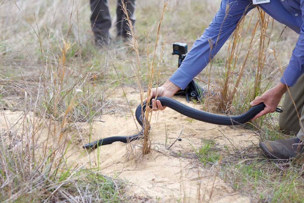 19 Captive-Bred Eastern Indigo Snakes Released In Florida’s Apalachicola Bluffs and Ravines Preserve