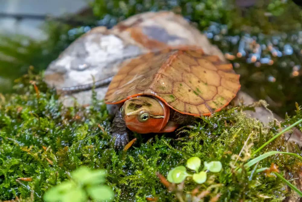 Newquay Zoo Announces Addition of Critically Endangered Big-Headed Turtle