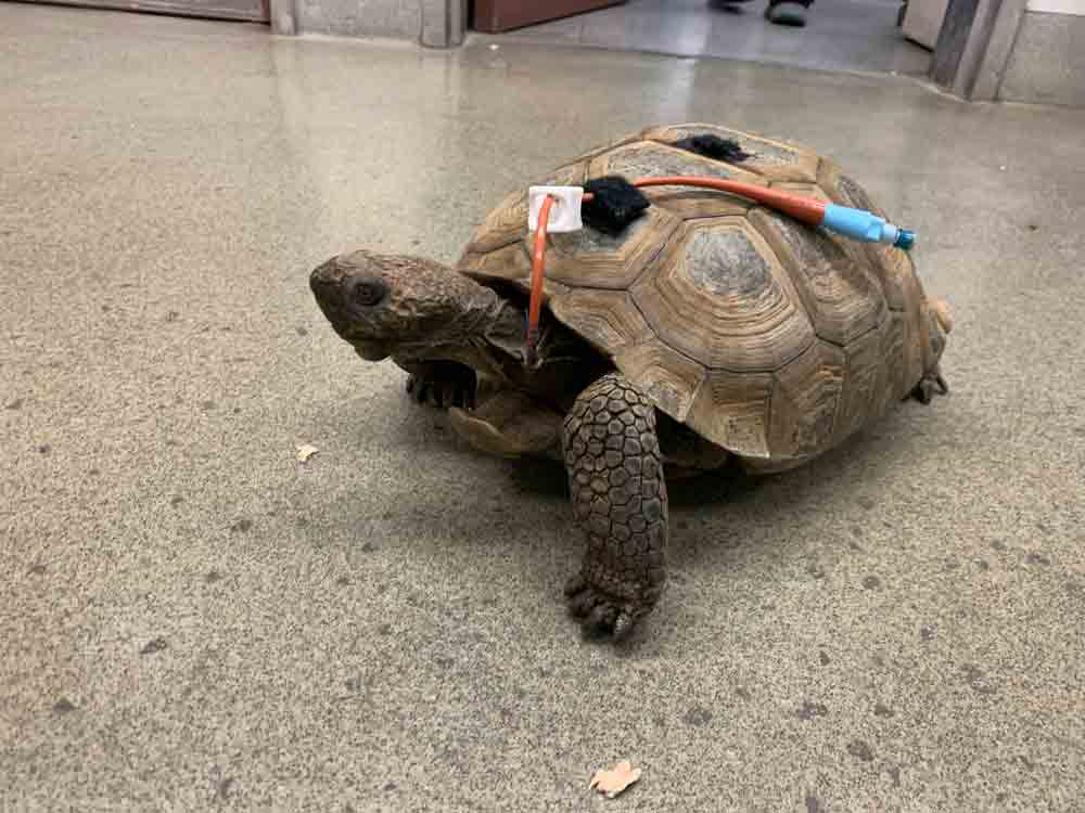 UC Davis Exotic Vets Remove Bladder Stone From 80-Year-Old Desert Tortoise