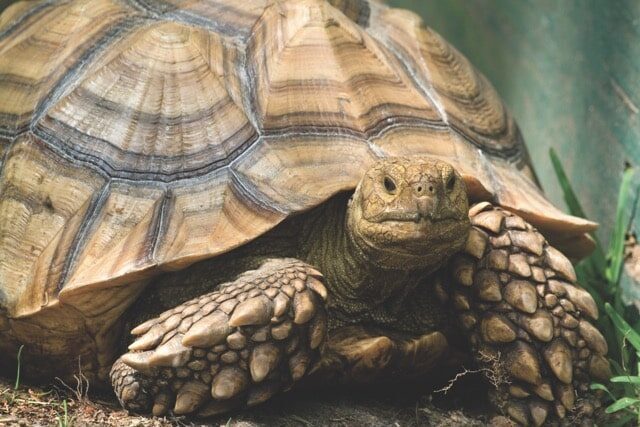 Lost Sulcata Tortoise Looking For Owner In Fontana CA