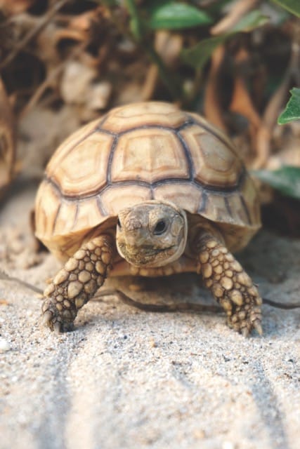 African spur thighed tortoise