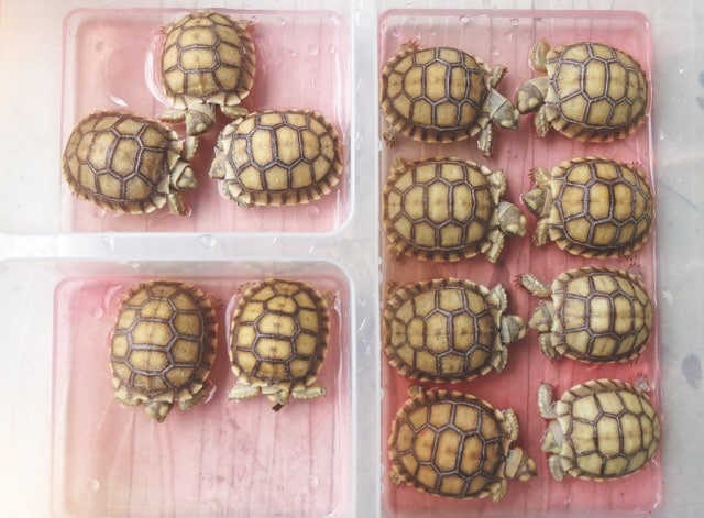 Baby African spurred tortoise
